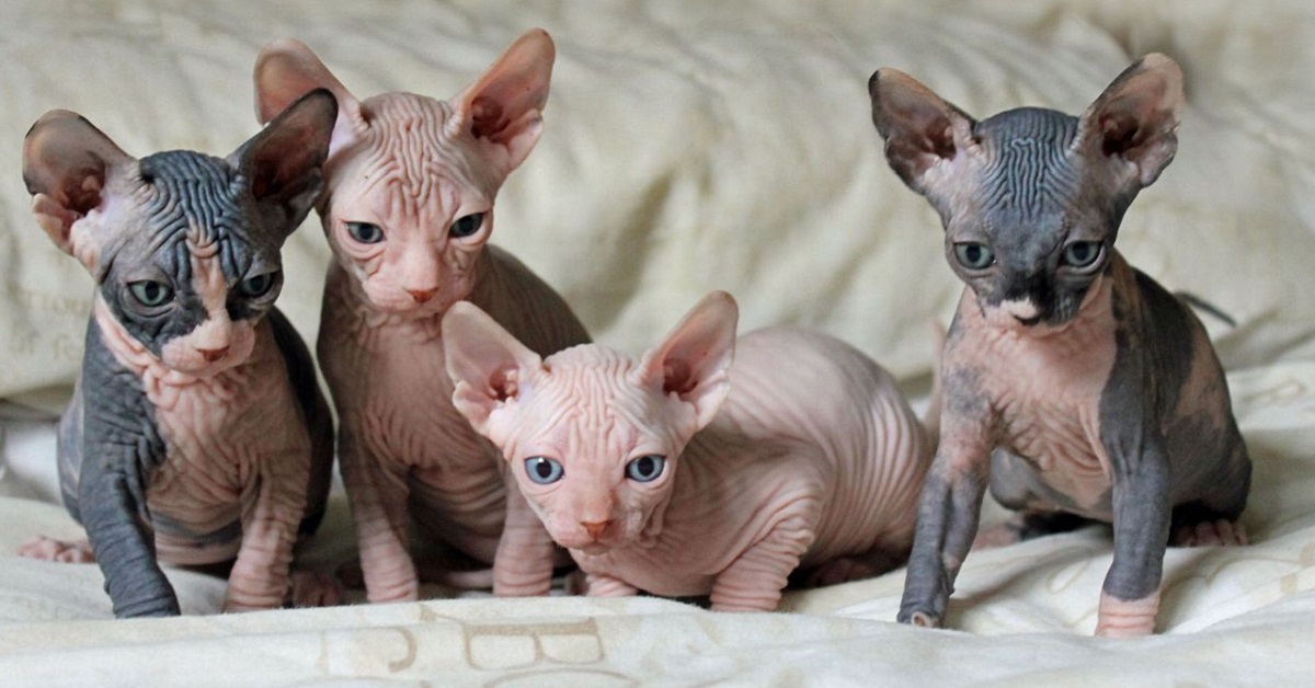 Cuccioli di Sphynx: cure specifiche, caratteristiche e cosa sapere