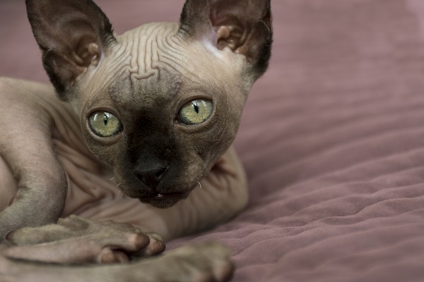 gatto di canadian Sphynx