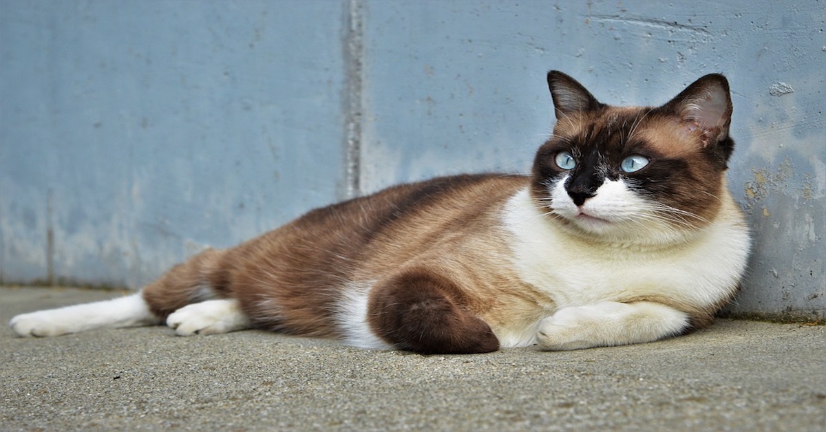 Cuccioli di snowshoe: caratteristiche e come crescerli alla perfezione