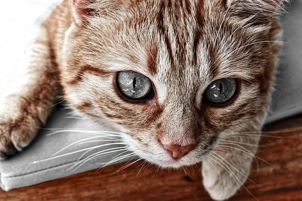 gatto con pelo simile alla tigre