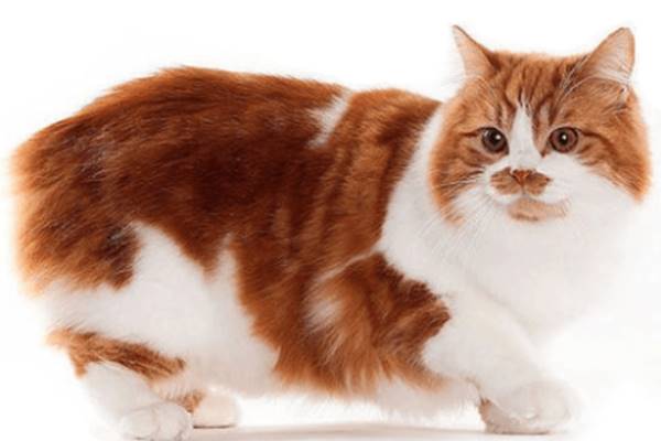 gatto con il mantello arancione e bianco