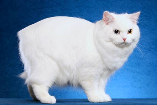 gatto bianco senza la coda