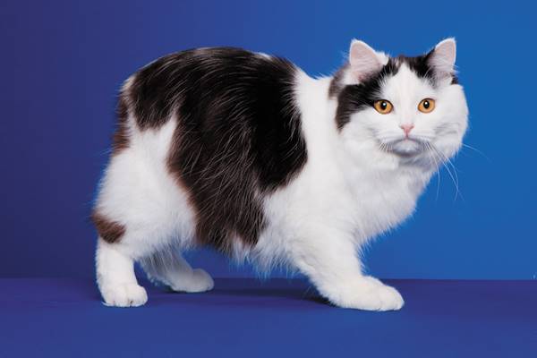 gatto bianco e nero a pelo semi lungo