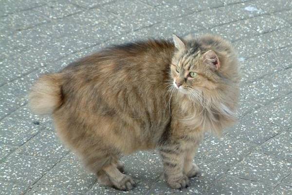 gatto a pelo lungo che cammina per strada