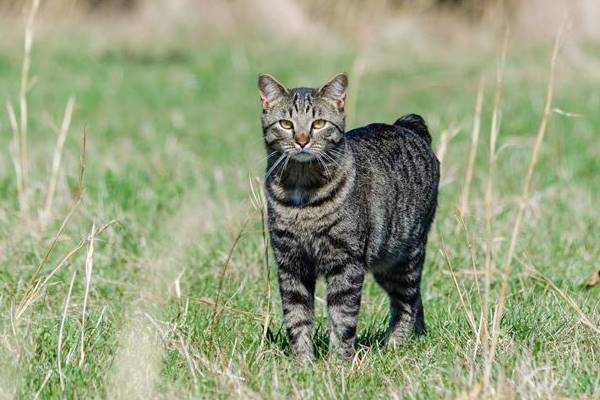 gatto con il mantello tigrato