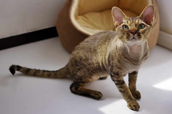 devon rex con il mantello tigrato