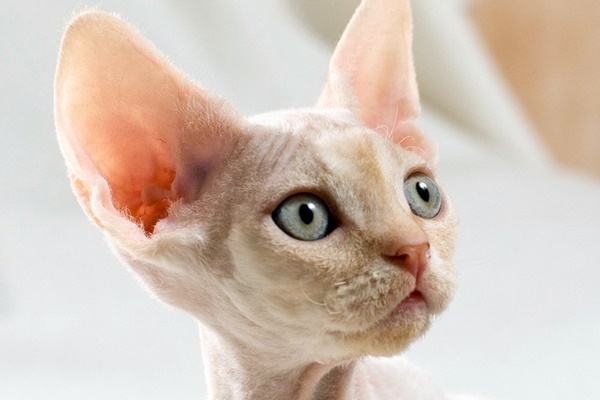 muso da alieno del devon rex