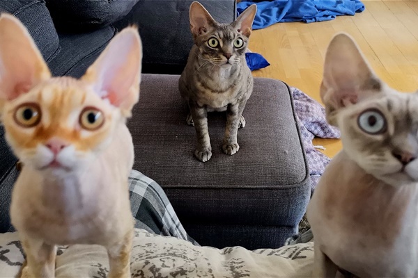 tre gatti giocano in casa