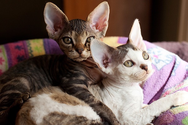 gatti crescono insieme e si affezionano