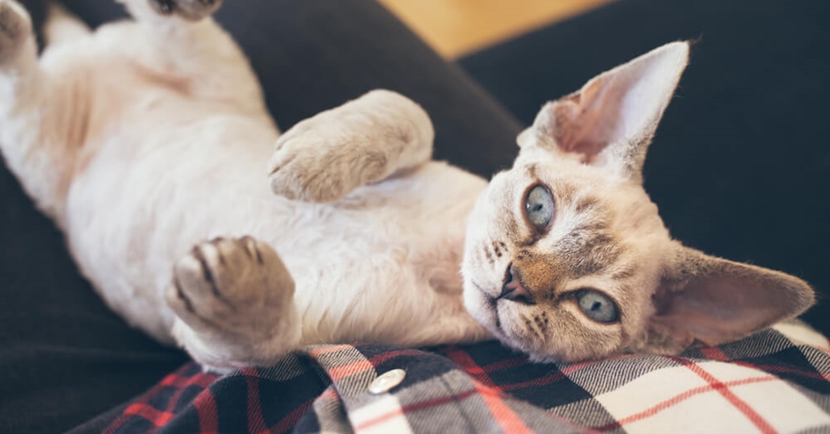 Devon Rex, carattere e temperamento di questo micio speciale