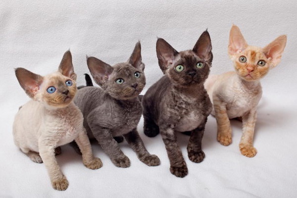 quattro gattini tutti di colori diversi