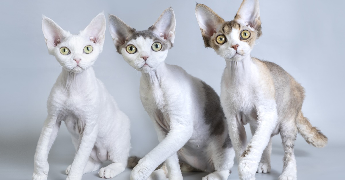 Devon Rex, colori e curiosità sul mantello del gatto del Devonshire