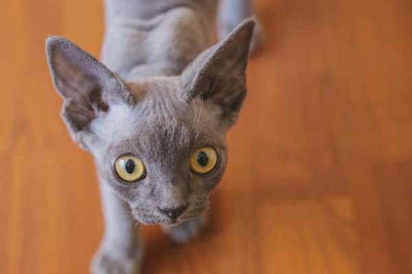 sguardo buffo del devon rex