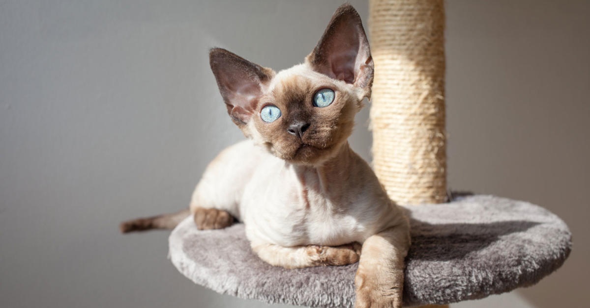 Devon Rex, con chi va d’accordo? Ecco chi ama e chi non tollera