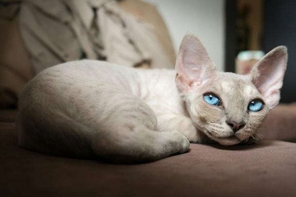 devon rex con gli occhi blu