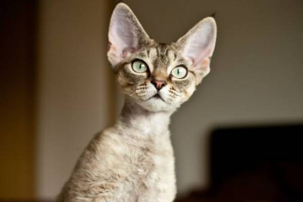 malattie tipiche della razza devon rex