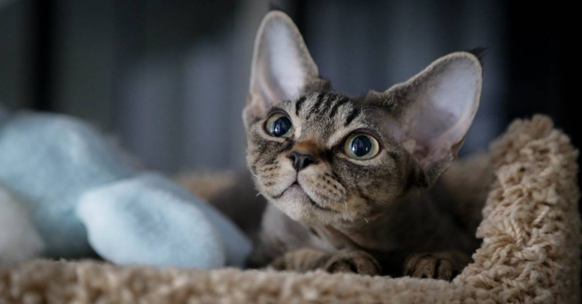 Devon Rex, malattie comuni: tutto quello che bisogna sapere