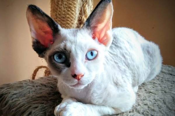 gatto con gli occhi azzurri
