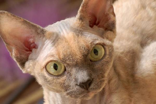 muso particolare del devon rex