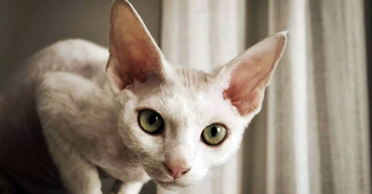 Devon Rex: curiosità e cura delle sue orecchie così particolari