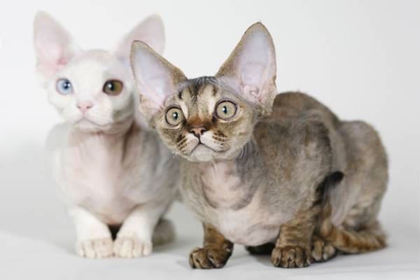 due esemplari di devon rex