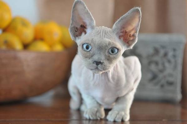 devon rex sembra un piccolo alieno