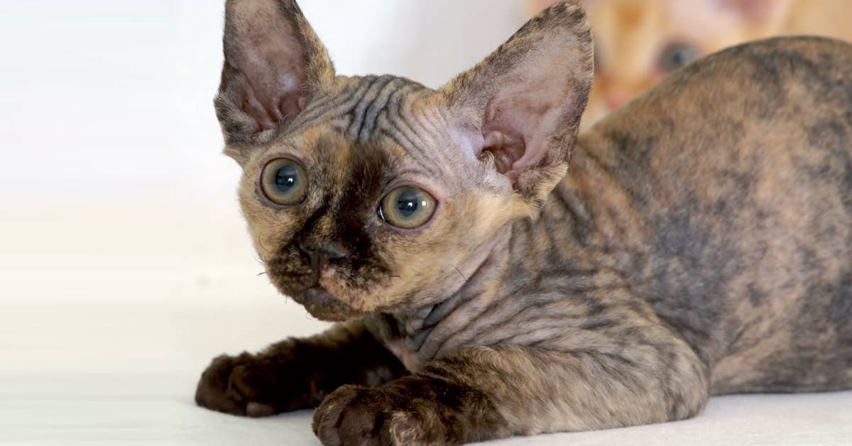 Devon Rex, quanto vive? Aspettative e cure per farlo stare bene