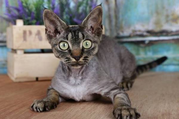 devon rex di colore grigio