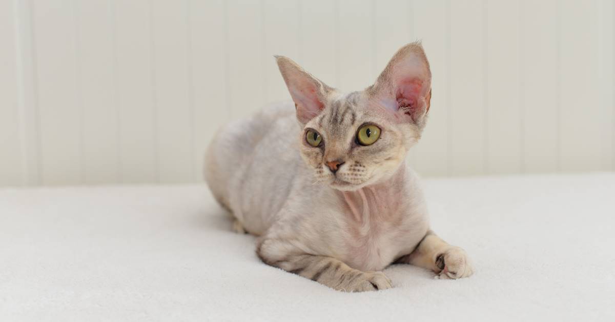 Devon Rex: storia e origini di questa razza di gatto