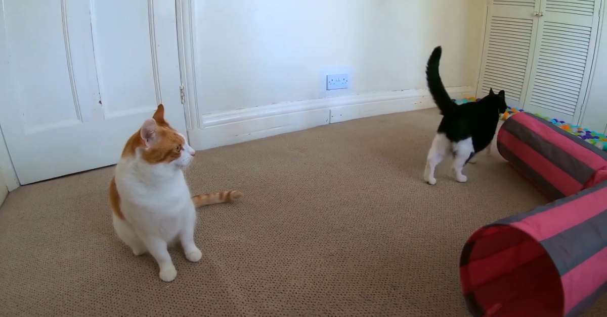 Due gatti lottano?Ecco il video del divertente gioco