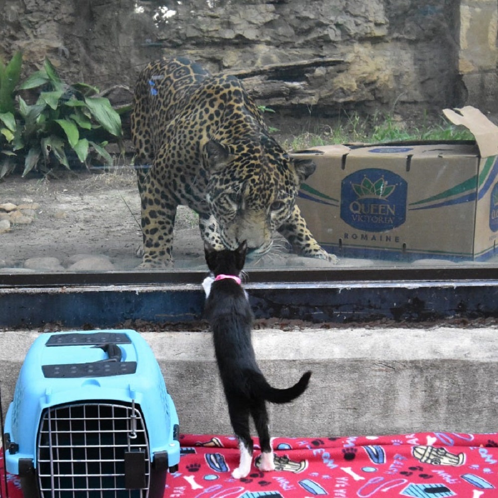 dublin gatto conosce leopardo