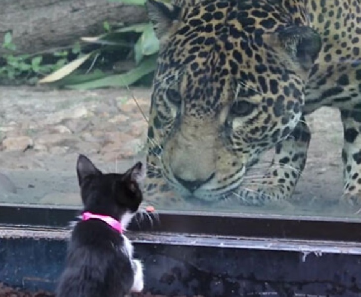 dublin gatto adora zoo