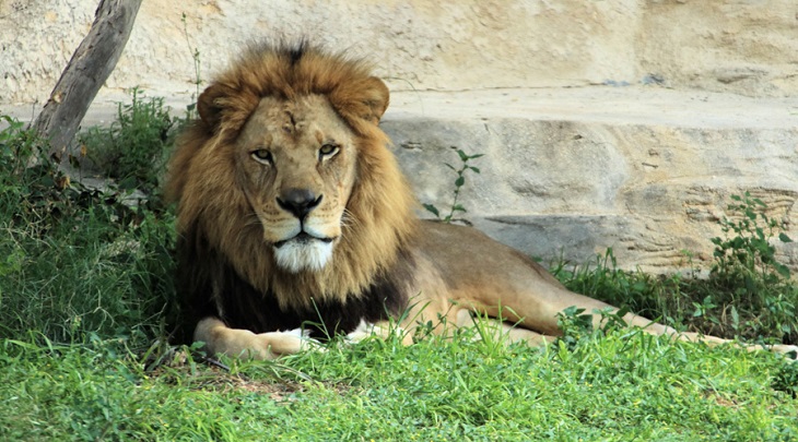 dublin gatti zoo san antonio