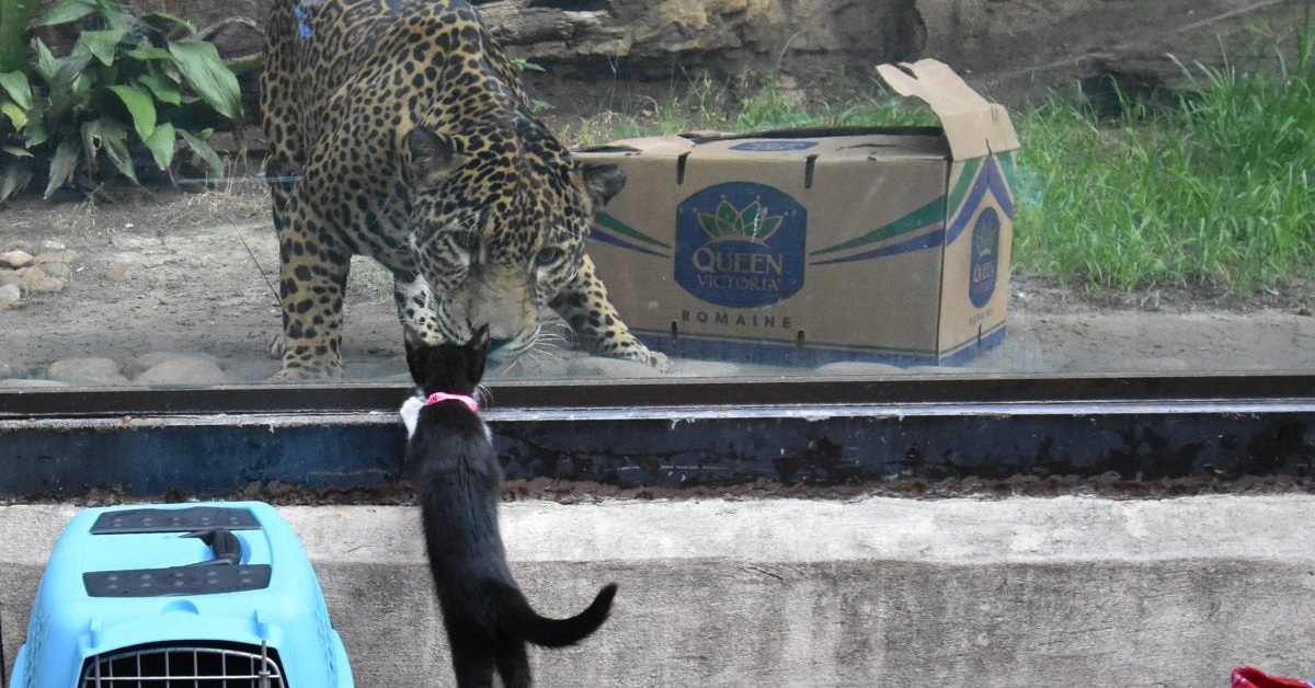 Gatti entrano per la prima volta in uno zoo e ne rimangono affascinati (VIDEO)