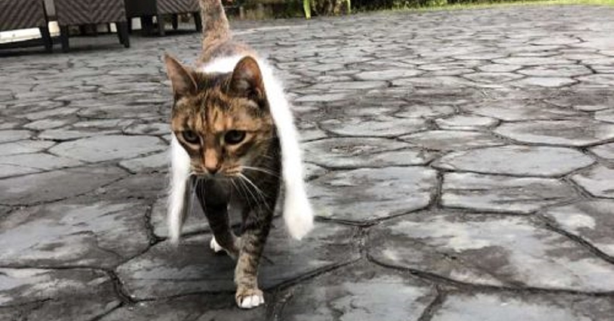 Gattina si innamora della sua nuova soffice sciarpa (VIDEO)