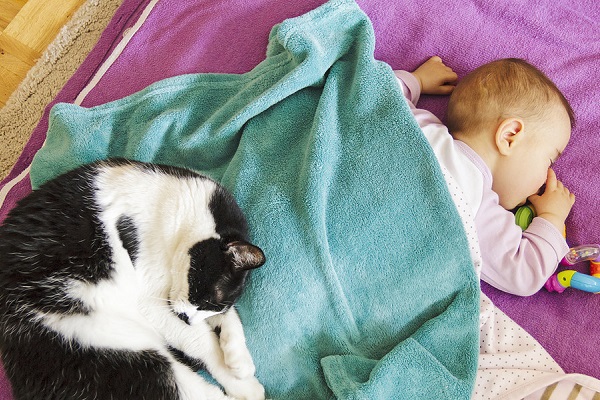 gatto e neonato dormono insieme