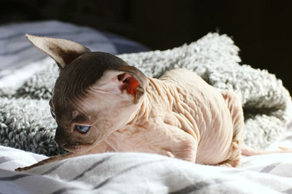 gattino cucciolo di cornish rex