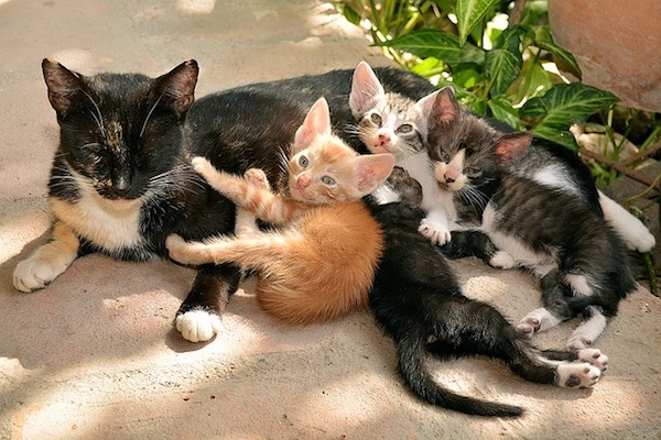 gattini appena nati si divertono con mamma gatto