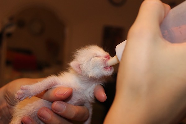 cucciolo di gatto si nutre 