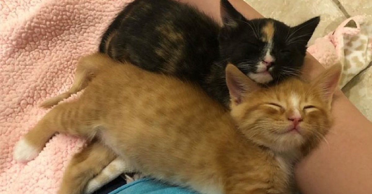 Gattini fratelli si aiutano a vicenda fino al loro salvataggio (VIDEO)