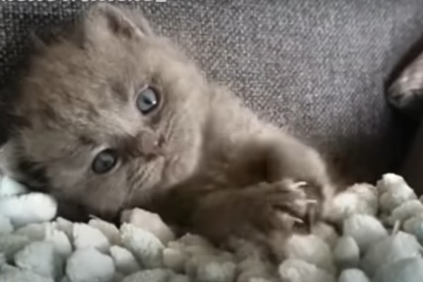 gatto
