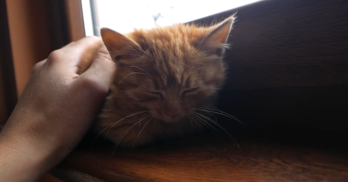 Gattino abbandonato è stato salvato e adottato(VIDEO)