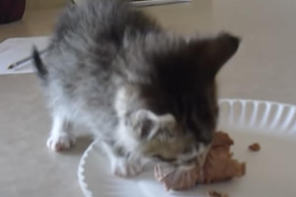 gattino mangia umido
