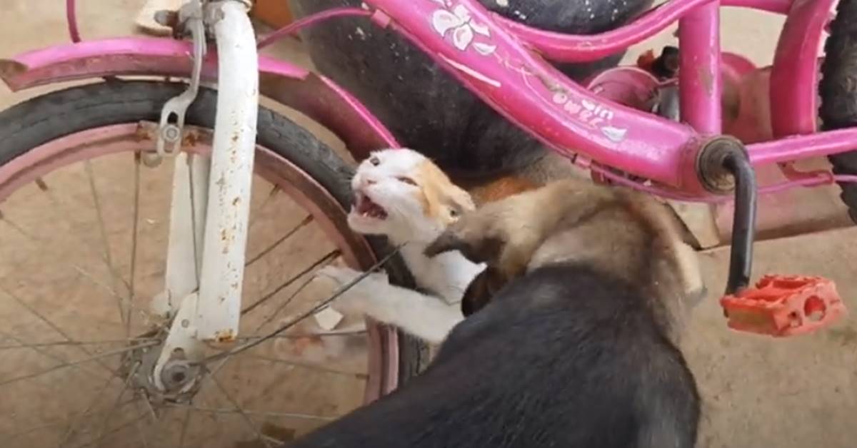 Gattino bloccato nella ruota di una bici: ad aiutarlo arriva anche un cagnolino – VIDEO