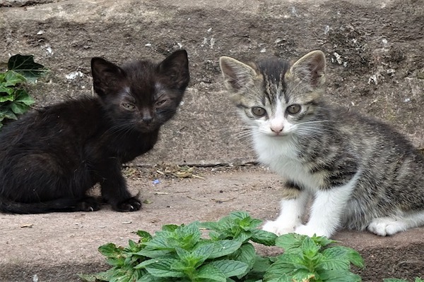 gattini vogliono giocare e cacciare