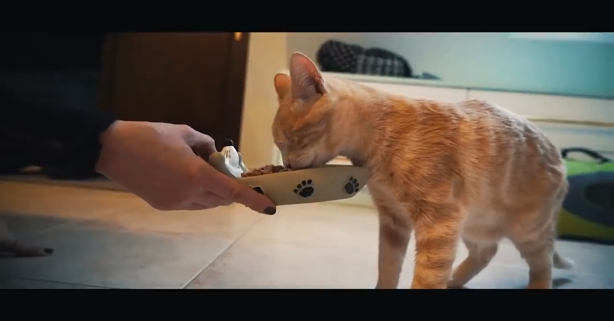 Il gattino era cieco e sofferente, ma la sua storia è diventata una favola – VIDEO