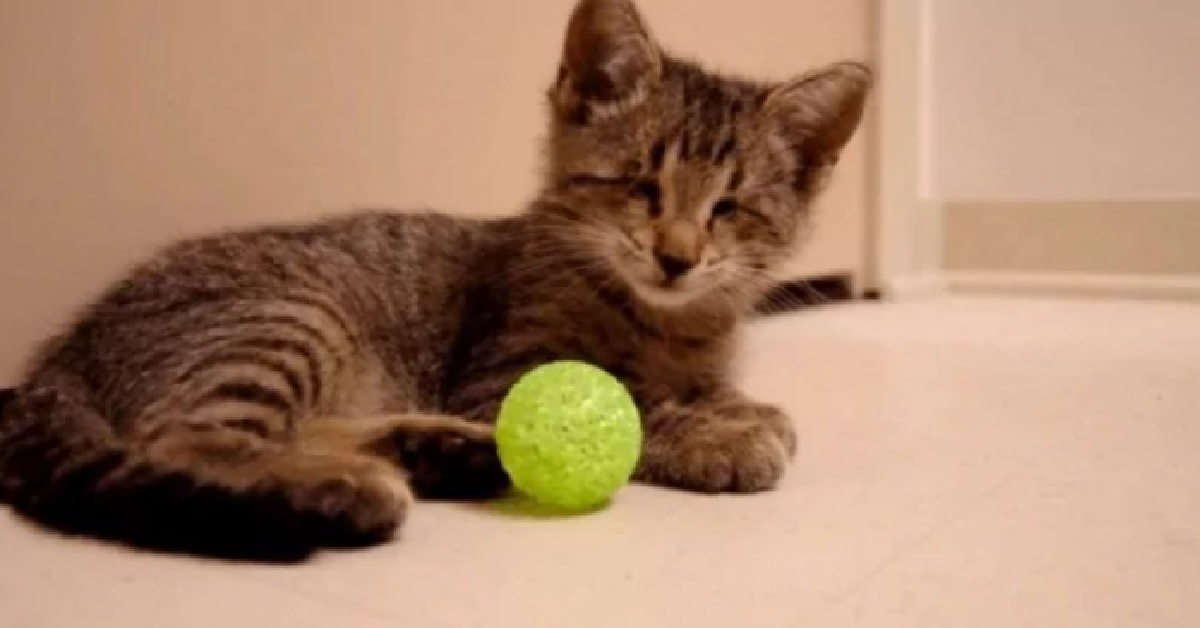 Gattino cieco scopre il suo primo giocattolo (VIDEO)