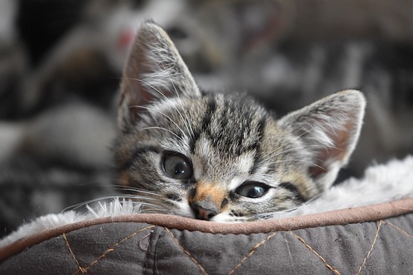 occhi delicati del gattino piccolo