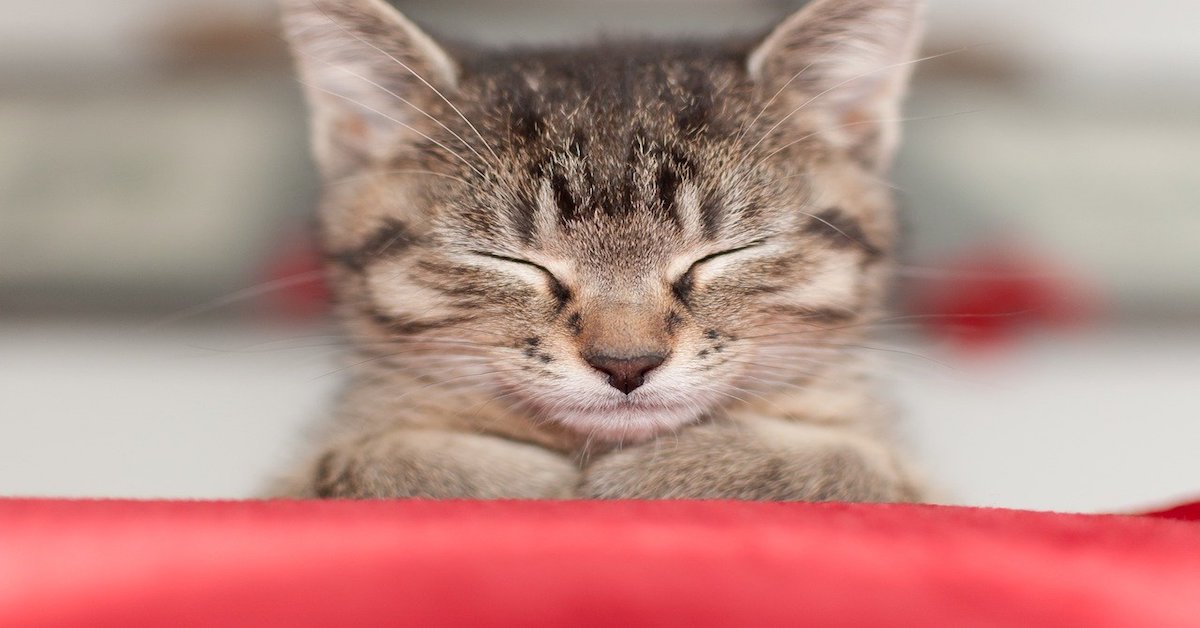 Gattino con occhio graffiato: cosa fare e come prendersene cura