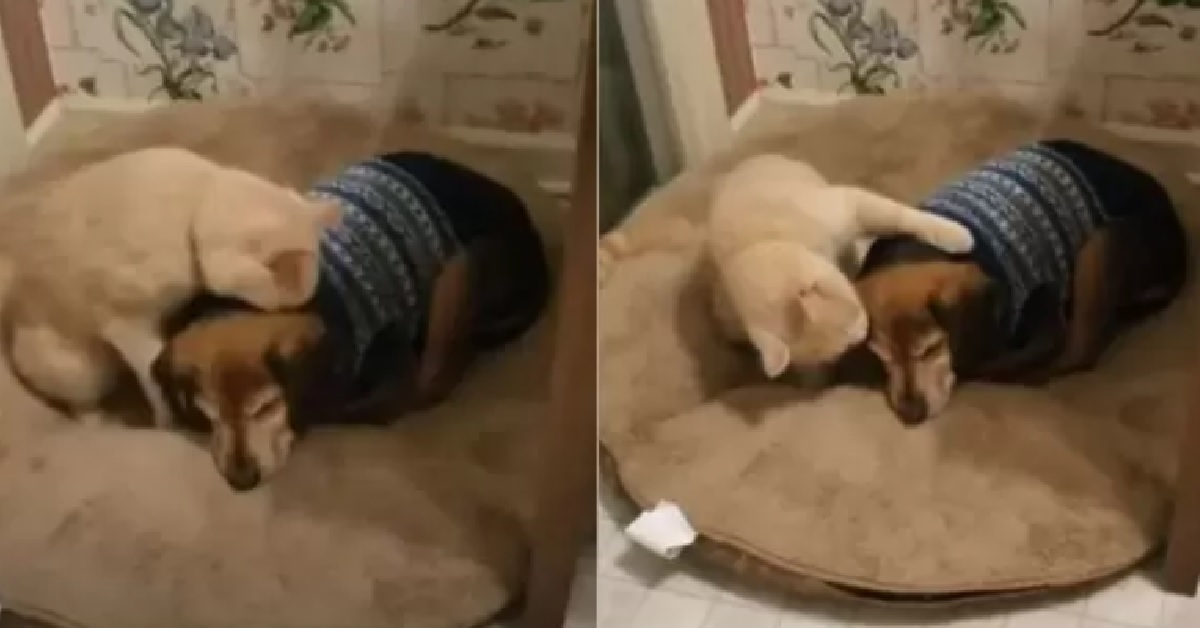 Gattino consola cane cieco e malato (VIDEO)